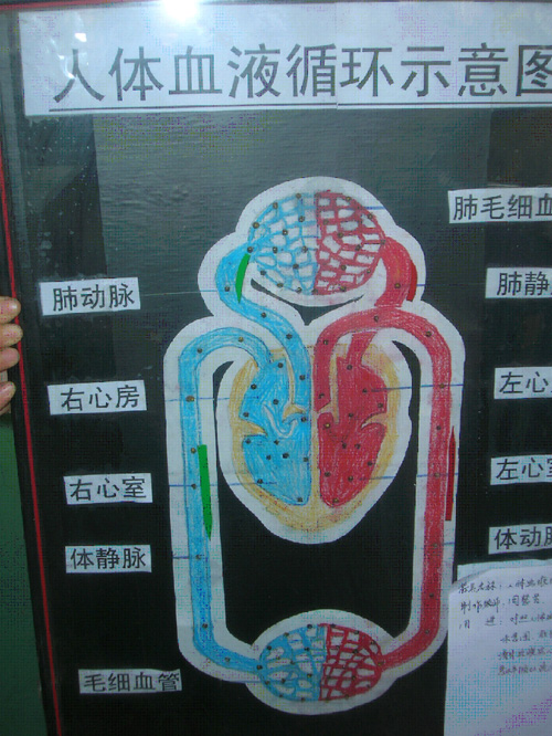 人体血液循环示意